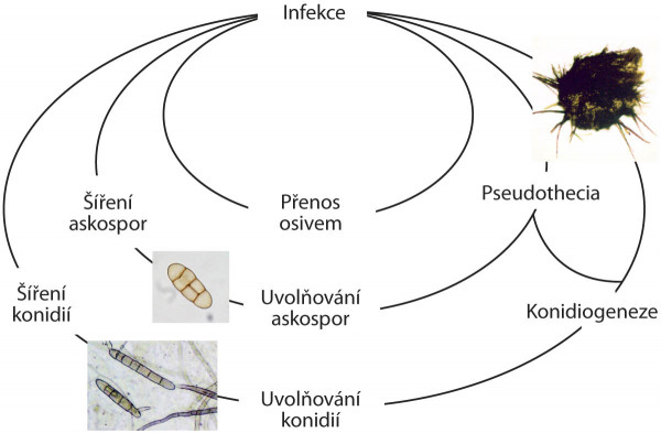 Obr. 1: Životní cyklus Pyrenophora tritici-repentis (DTR)