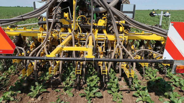 Obr. 5: Plečkování s přihnojením porostu, hnojivo je zapraveno dlátovou radličkou z každé strany řádku cukrové řepy