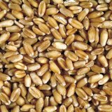 Seznam doporučených odrůd pšenice jarní, 2023