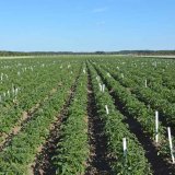 Ochrana brambor proti mandelince bramborové a výsledky pokusů s insekticidy v roce 2019