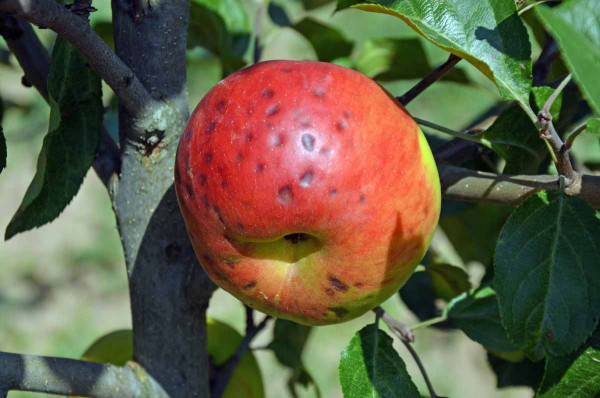 Obr. 13: Ca-deficientní hořká skvrnitost jablek
