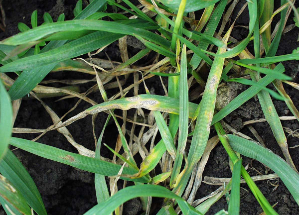 Obr. 3: Septoriová skvrnitost pšenice - první výskyt