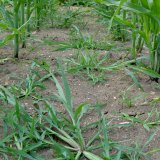 Regulace trávovitých plevelů v kukuřici
