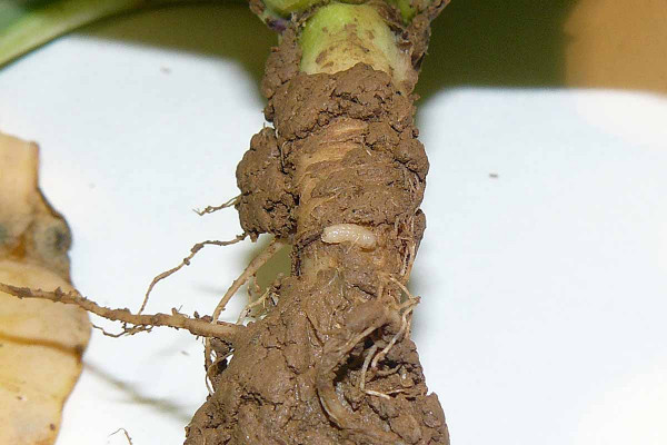 Obr. 2: Larva květilky zelné (Delia radicum) na kořenu rostliny ozimé řepky
