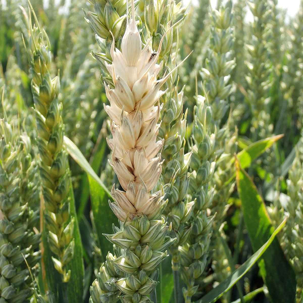 Běloklasost pšenice - příznak infekce Fusarium sp.