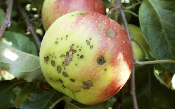 Strupovitost jabloně těsně před sklizní na odrůdě Idared