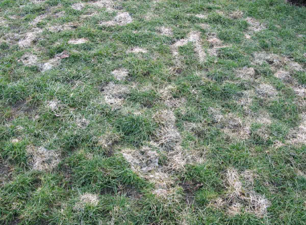 Vyzimování trávníku - světlorůžová plísňovitost trav (plíseň sněžná)