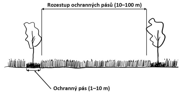 Obr. 2: Znázornění šířky ochranných pásů dřevin (1–10 m) a rozestupů ochranných pásů dřevin (10–100 m)
