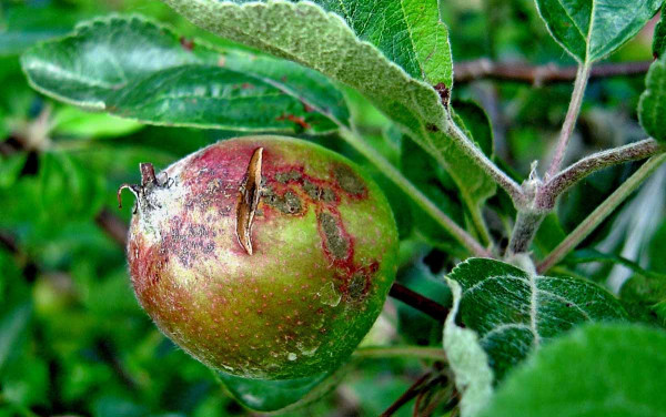 Strupovitost jabloně