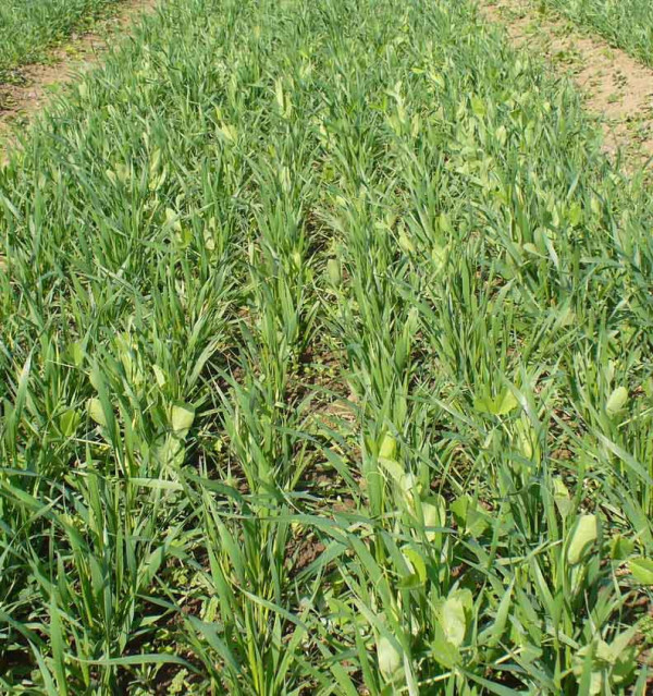 Porost pšenice a leguminózy z výsevu směsi semen