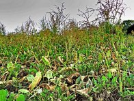 Plevelné řepy komplikují pěstování cukrovky