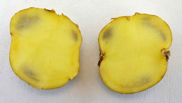 Abiotické šednutí dužniny hlíz bramboru