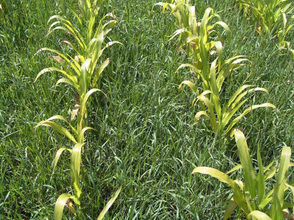 Obr. 2: Retardace kukuřice v důsledku konkurenčního a alelopatického působení pýru plazivého