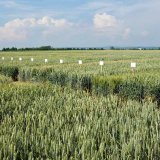 Fungicidní ochrana ozimé pšenice v měnících se podmínkách