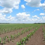 Porovnání různých způsobů výživy a podpůrných přípravků u kukuřice