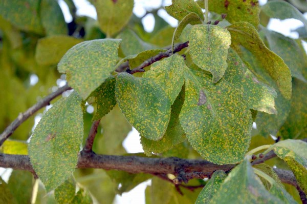 Rzivost slivoně - hranaté žluté skvrny na líci listů