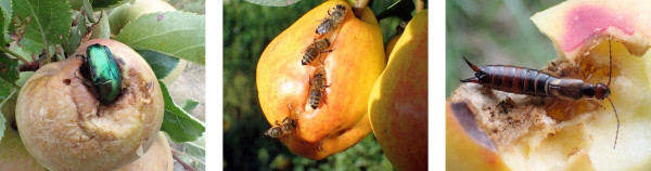 Dozrávající ovoce bývá poškozováno hmyzem, který zároveň přenáší patogenní organizmy 