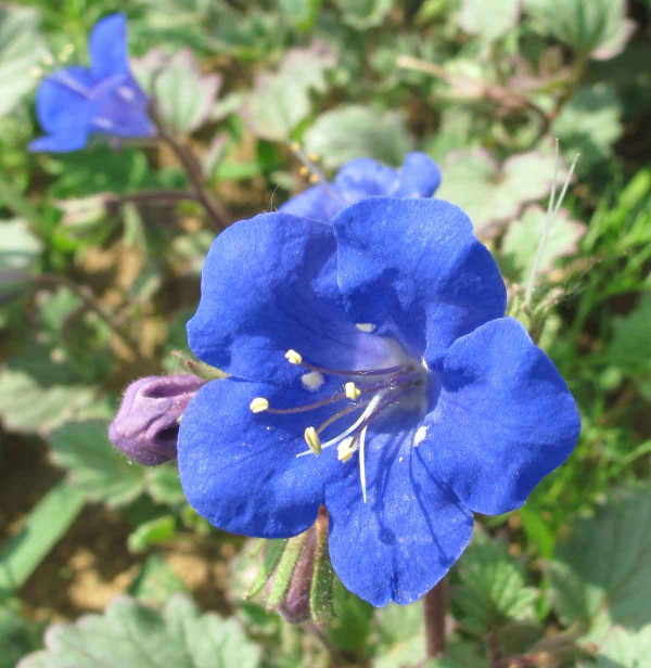 Květ svazenky modré