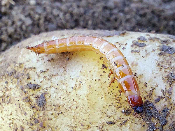 Larva kovaříků - drátovec