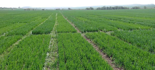 Obr. 5: Poškození některých parcel ozimé pšenice v pokusu s herbicidy proti sveřepu jalovému; krátce po ošetření došlo k výraznému ochlazení, které zpomalilo metabolizaci herbicidů v rostlinách pšenice