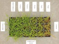 Obr. 2: Účinnost stupňovaných dávek herbicidu Corello - nosič voda + adjuvant Šaman (30 dnů po ošetření)