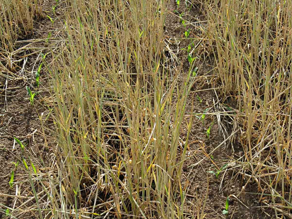 Obr. 1: Ochrana meziřadí kukuřice umrtveným porostem obilniny při technologii jarního pásového zpracování půdy (zdroj VÚZT)