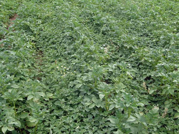Výskyt lilku černého v bramborách (VÚB Valečov 2019, neošetřená kontrola)