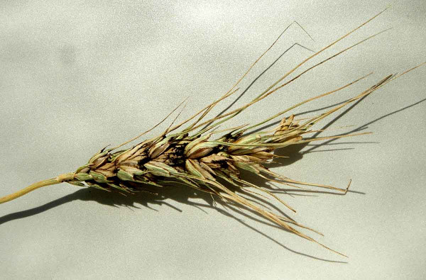 Na zakrslou snětivost pšenice působí specifická mořidla