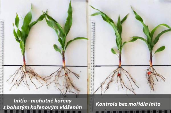 Vliv aplikace mořidla Initio na stav rostlin kukuřice (pokusy KWS SAAT SE)