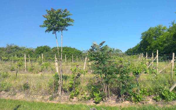 Stále větší starosti s pajasanem zažívají vinaři na jižní Moravě - několikrát vyřezaný pajasan čítající desítky jedinců na úseku dlouhém asi 15 m