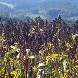 Čiroky v marginální oblasti Beskyd a výzkum energetických plodin pro zvýšení ochrany půdy s využitím trav a jetelovin