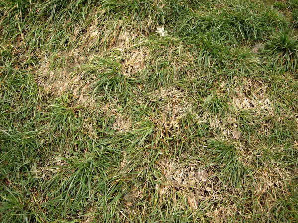 Vyzimování trávníku - napadení plísňovitostí trav