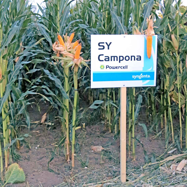 SY Campona