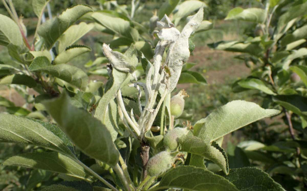Padlí jabloně - stav porostu v polovině května 2018, odrůda Idared