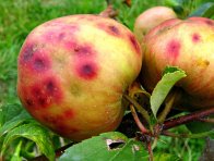 Fyziologická skvrnitost jablek