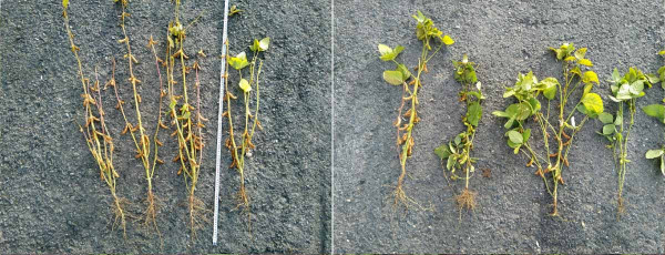 Obr. 6: Habitus rostlin před sklizní - vlevo je varianta s aplikací bakterií a hnojiva, vpravo bez aplikace