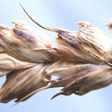 Listové a klasové skvrnitosti pšenice - braničnatka plevová 