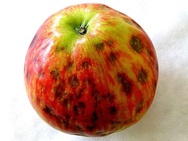 Hořká (abiotická, fyziologická) skvrnitost (pihovitost) jablek