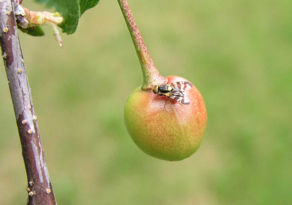 Vrtule třešňová na plodu višně