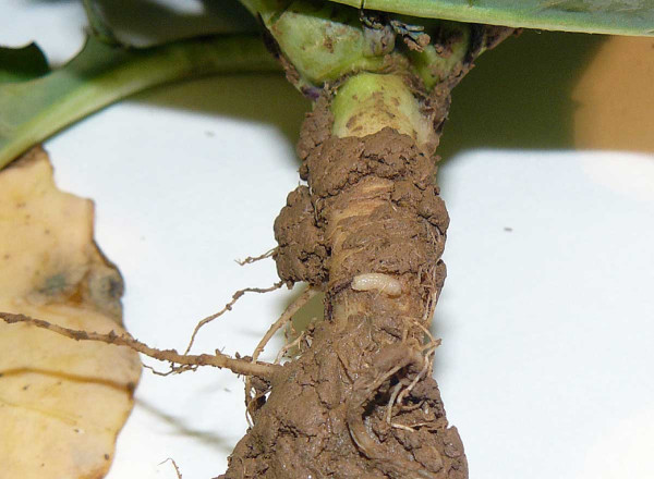  Obr. 3: Larva květilky zelné (Delia radicum) na kořenu rostliny ozimé řepky