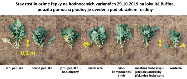Obr. 7: Stav rostlin ozimé řepky na hodnocených variantách 29. 10. 2019 na lokalitě Bučina