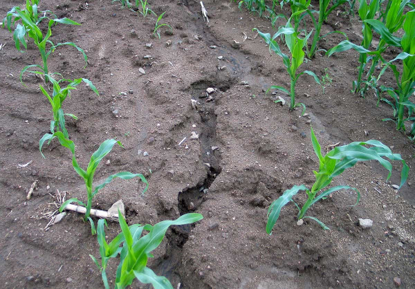 Obr. 2: V době výskytu intenzivních srážek je při konvenčním zpracování půdy pro kukuřici zvýšené riziko vodní eroze půdy