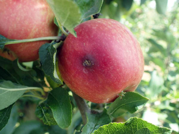 Závrtek obaleče jablečného