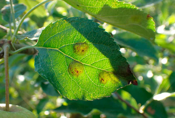 Strupovitost jabloně může ještě těsně před sklizní přejít z listů na plody