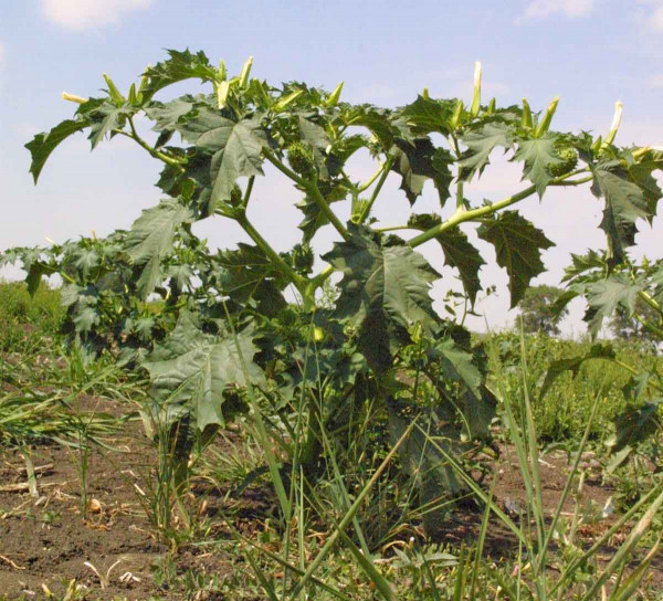 V posledních letech je durman obecný stále hojnější na polích
