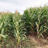 Pěstování podplodin v kukuřici a jejich potenciál pro uplatnění v zemědělské praxi