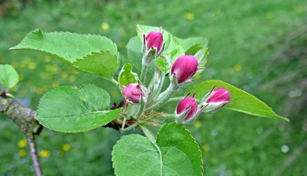 Fáze růžového poupěte jabloní