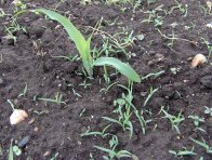Toto je hraniční růstová fáze plevelů (především ježatky kuří nohy), kdy ještě lze očekávat dostatečnou účinnost časného postemergentního ošetření herbicidu Adengo, Lumax (+ Atplus) a Sulcotrek; u herbicidů Akris, Balaton Plus, Successor TX, Koban Top, Bolton TX, Talos T a Aspect Pro je v této růstové fázi vhodné snížit dávkování a použít v kombinaci s herbicidem obsahující mesotrione (Callisto, Story, Slalom, atd.)