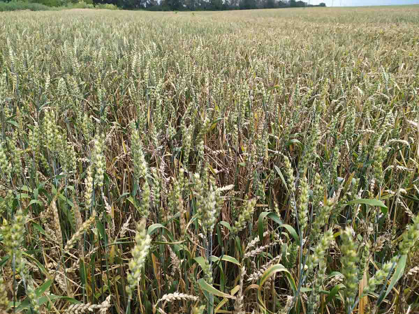 Zmlazený porost pšenice v kombinaci působení sucha a mrazu