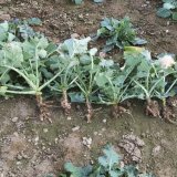 Poloprovozní polní pokusy s odrůdami řepky rezistentními vůči Plasmodiophora brassicae v sezoně 2019/20